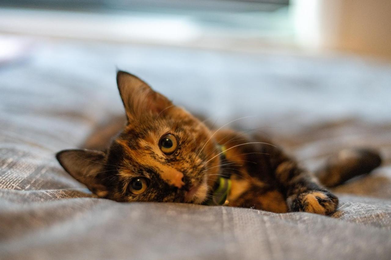 ブラックプールCavendish Cat And Gaming Houseアパートメント エクステリア 写真