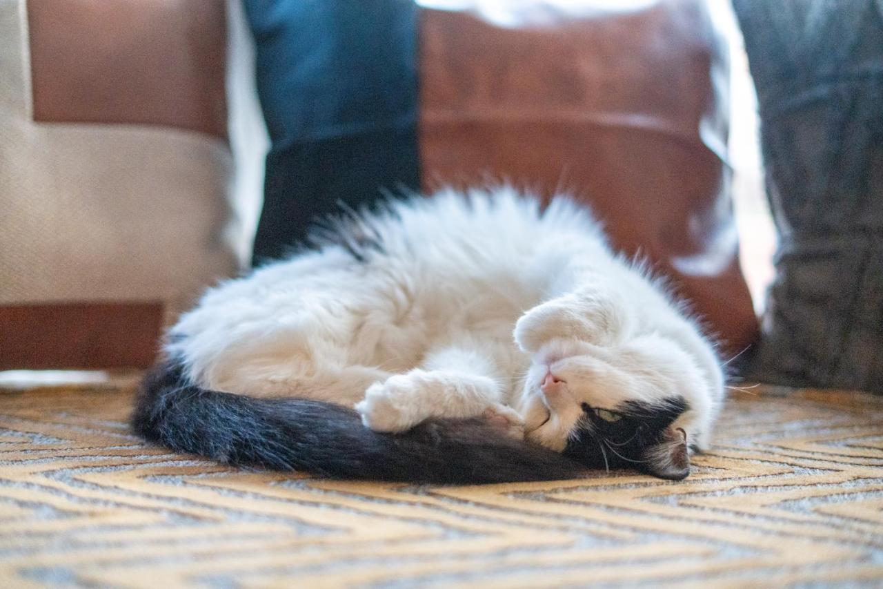 ブラックプールCavendish Cat And Gaming Houseアパートメント エクステリア 写真