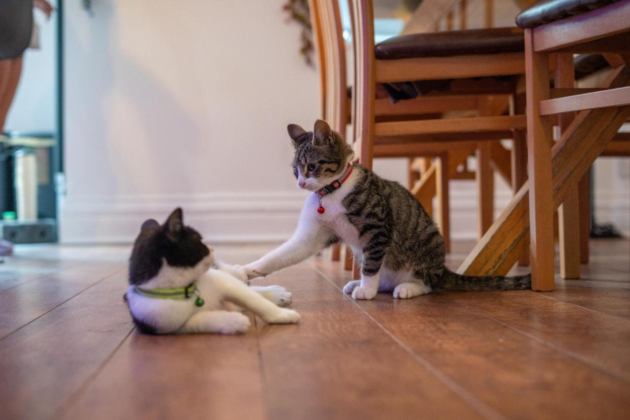 ブラックプールCavendish Cat And Gaming Houseアパートメント エクステリア 写真
