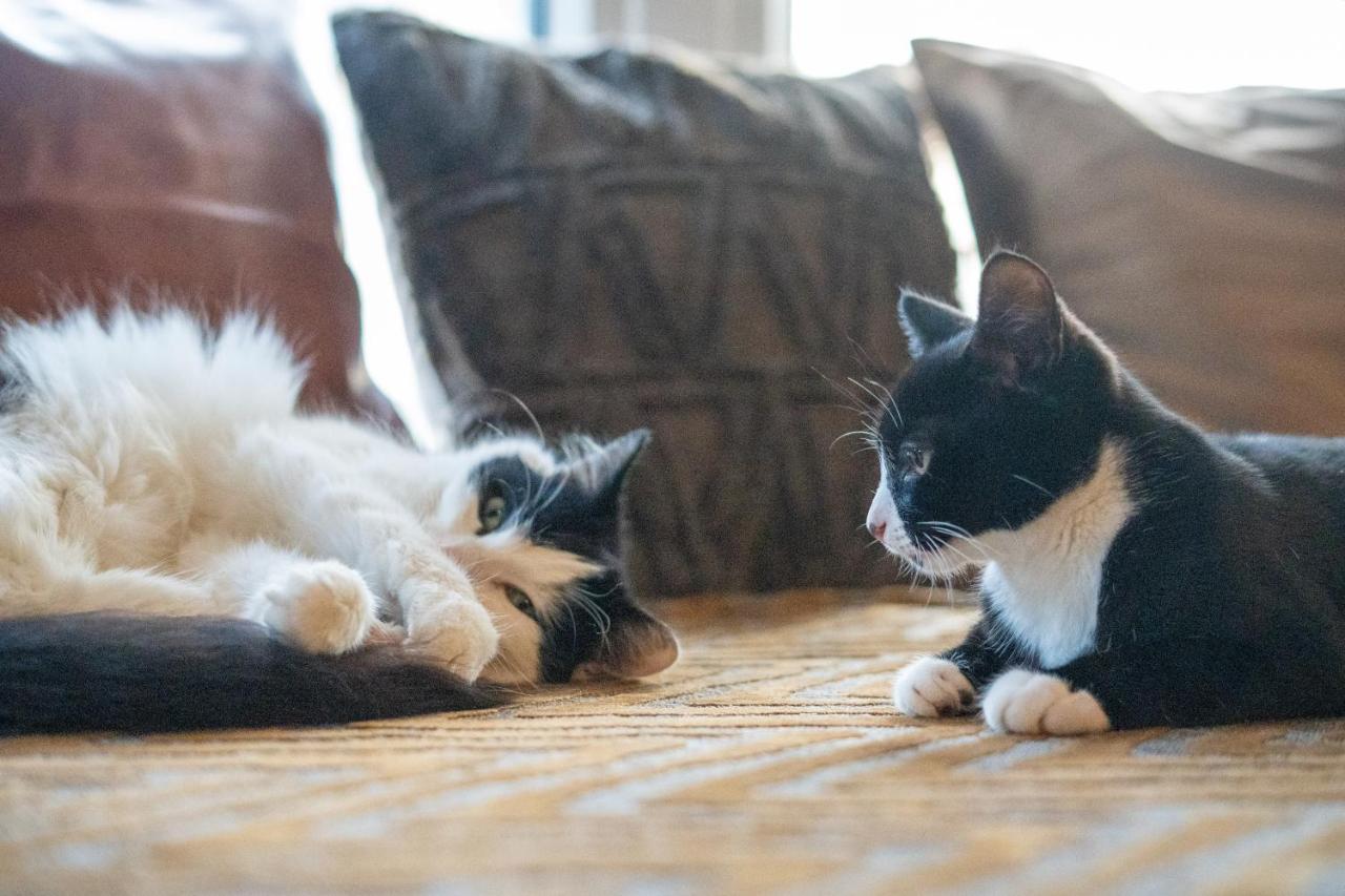 ブラックプールCavendish Cat And Gaming Houseアパートメント エクステリア 写真