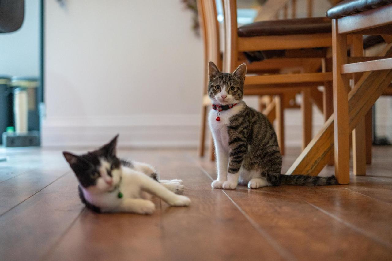 ブラックプールCavendish Cat And Gaming Houseアパートメント エクステリア 写真
