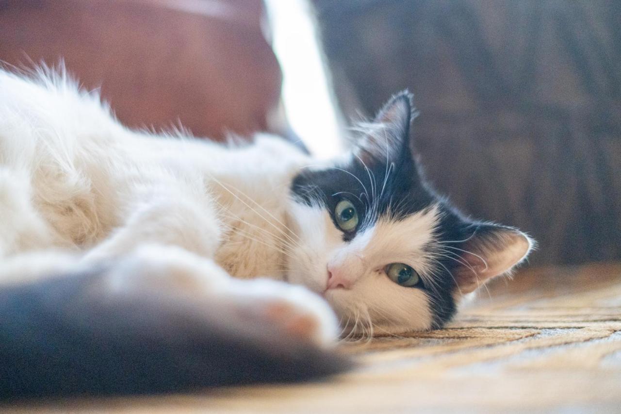 ブラックプールCavendish Cat And Gaming Houseアパートメント エクステリア 写真