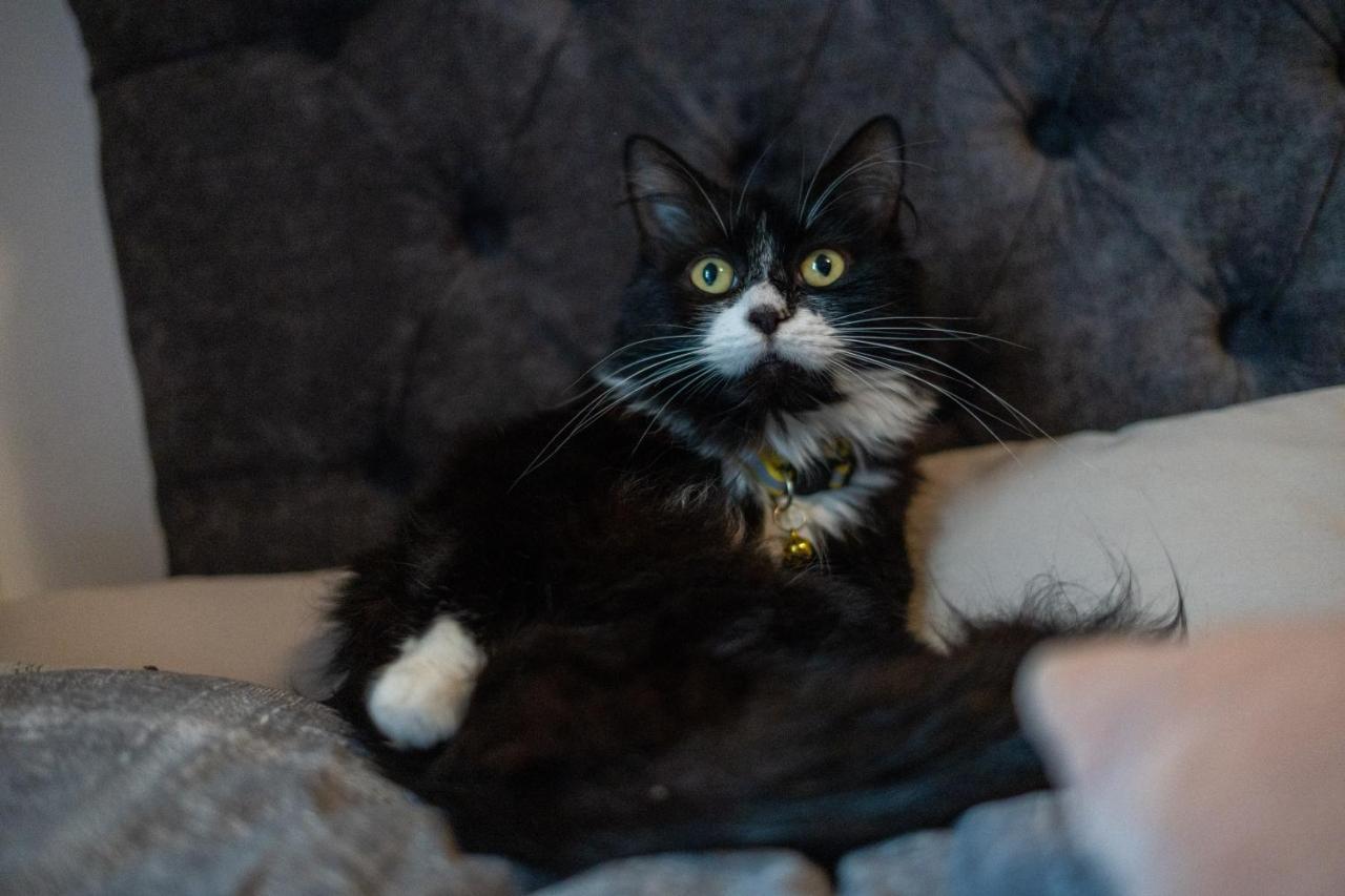 ブラックプールCavendish Cat And Gaming Houseアパートメント エクステリア 写真