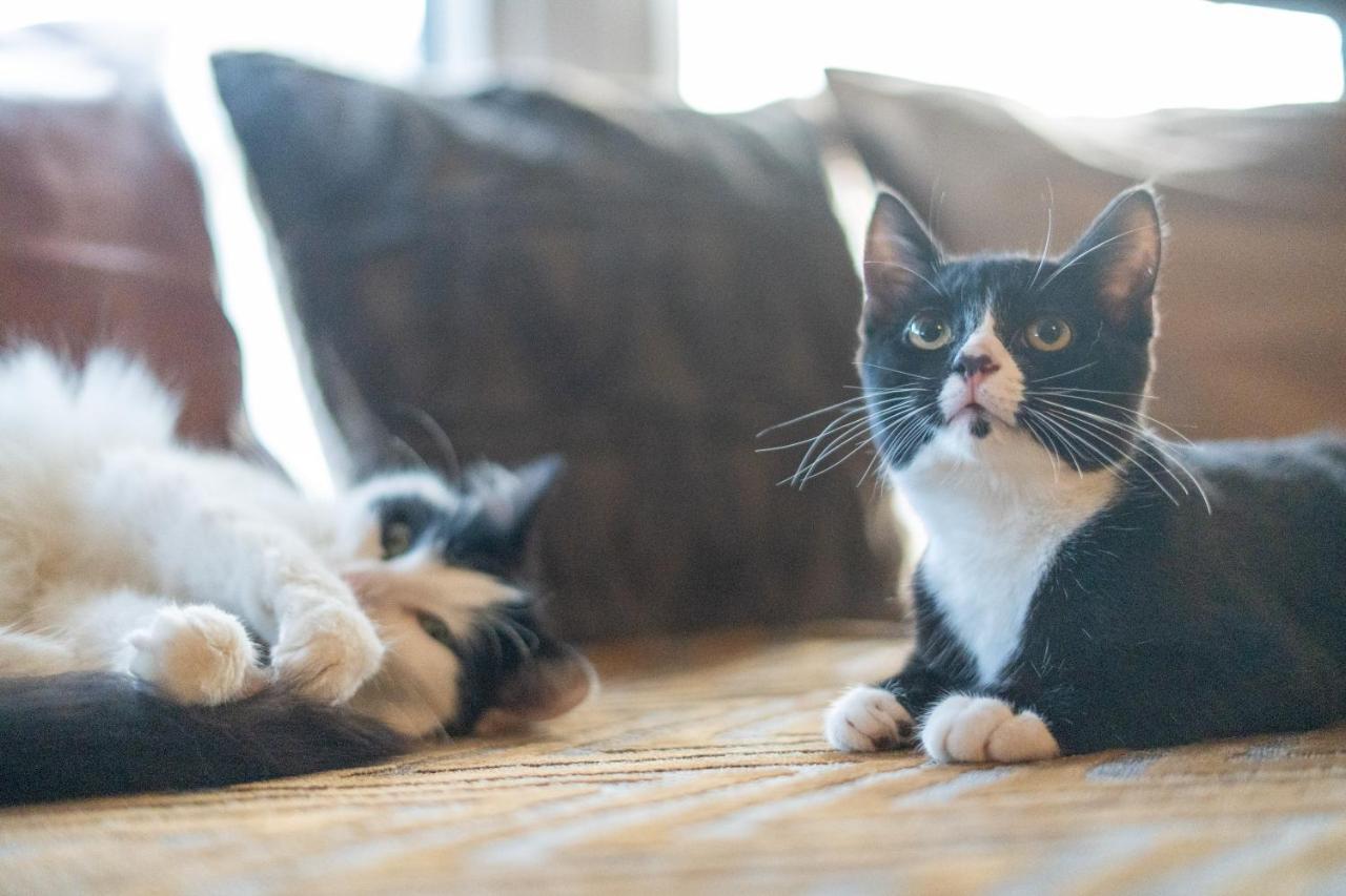 ブラックプールCavendish Cat And Gaming Houseアパートメント エクステリア 写真