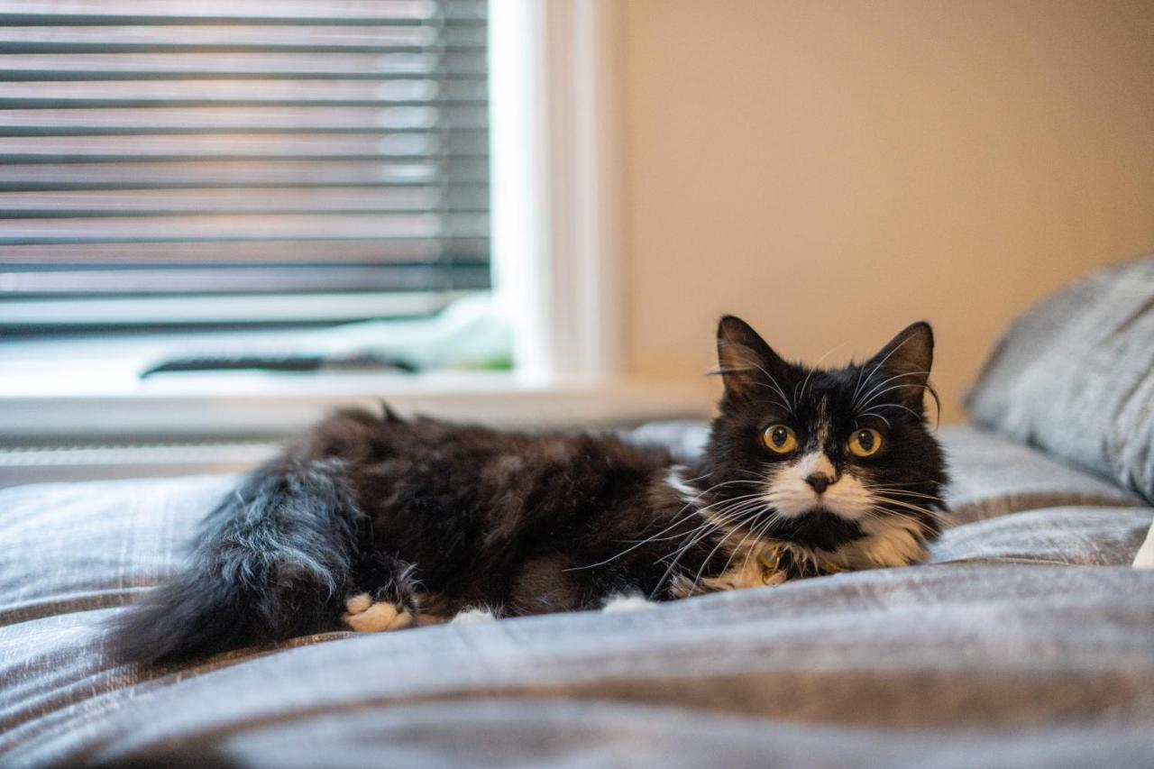 ブラックプールCavendish Cat And Gaming Houseアパートメント エクステリア 写真