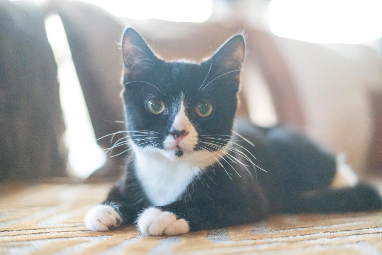 ブラックプールCavendish Cat And Gaming Houseアパートメント エクステリア 写真