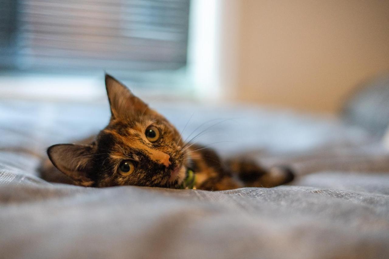 ブラックプールCavendish Cat And Gaming Houseアパートメント エクステリア 写真